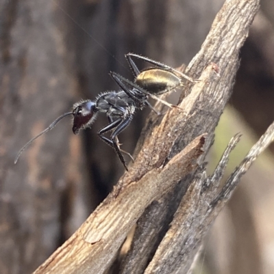 Camponotus suffusus (Golden-tailed sugar ant) at Jerrabomberra, NSW - 10 Oct 2021 by SteveBorkowskis