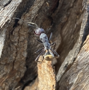 Camponotus suffusus at Jerrabomberra, NSW - 10 Oct 2021 09:00 AM