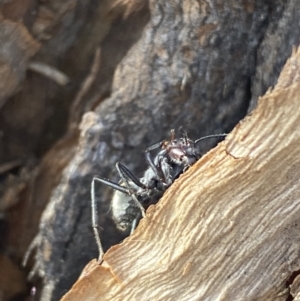 Camponotus suffusus at Jerrabomberra, NSW - 10 Oct 2021