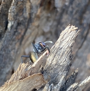 Camponotus suffusus at Jerrabomberra, NSW - 10 Oct 2021 09:00 AM