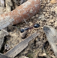 Camponotus intrepidus (Flumed Sugar Ant) at QPRC LGA - 9 Oct 2021 by Steve_Bok