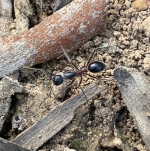 Camponotus intrepidus at Jerrabomberra, NSW - 10 Oct 2021