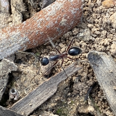 Camponotus intrepidus (Flumed Sugar Ant) at QPRC LGA - 9 Oct 2021 by Steve_Bok
