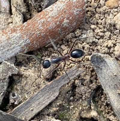 Camponotus intrepidus (Flumed Sugar Ant) at Jerrabomberra, NSW - 9 Oct 2021 by Steve_Bok