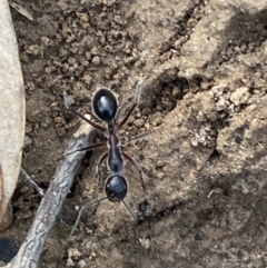 Camponotus intrepidus at Jerrabomberra, NSW - 10 Oct 2021