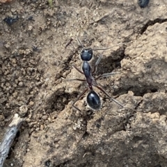 Camponotus intrepidus at Jerrabomberra, NSW - 10 Oct 2021