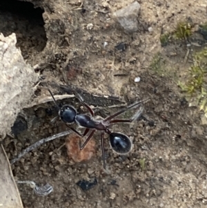 Camponotus intrepidus at Jerrabomberra, NSW - 10 Oct 2021