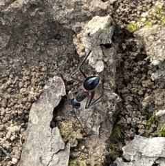 Camponotus intrepidus at Jerrabomberra, NSW - 10 Oct 2021