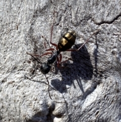 Camponotus suffusus (Golden-tailed sugar ant) at Jerrabomberra, NSW - 10 Oct 2021 by SteveBorkowskis