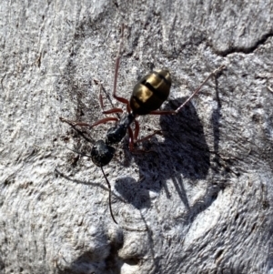 Camponotus suffusus at Jerrabomberra, NSW - 10 Oct 2021 09:32 AM