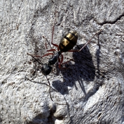 Camponotus suffusus (Golden-tailed sugar ant) at Jerrabomberra, NSW - 9 Oct 2021 by Steve_Bok