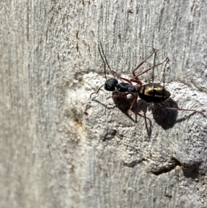 Camponotus suffusus at Jerrabomberra, NSW - 10 Oct 2021 09:32 AM