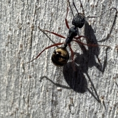 Camponotus suffusus at Jerrabomberra, NSW - 10 Oct 2021 09:32 AM