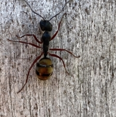 Camponotus suffusus at Jerrabomberra, NSW - 10 Oct 2021 09:32 AM