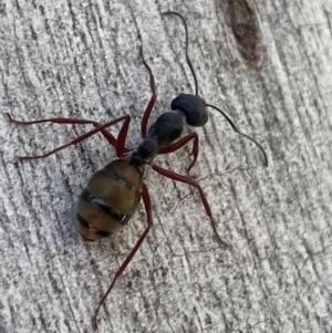 Camponotus suffusus at Jerrabomberra, NSW - 10 Oct 2021 09:32 AM