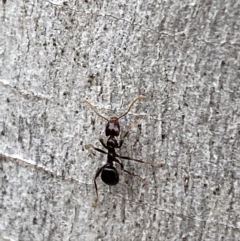 Papyrius sp. (genus) (A Coconut Ant) at QPRC LGA - 10 Oct 2021 by Steve_Bok