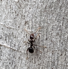 Papyrius sp. (genus) (A Coconut Ant) at Jerrabomberra, NSW - 10 Oct 2021 by SteveBorkowskis