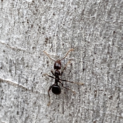 Papyrius sp. (genus) (A Coconut Ant) at Jerrabomberra, NSW - 10 Oct 2021 by SteveBorkowskis