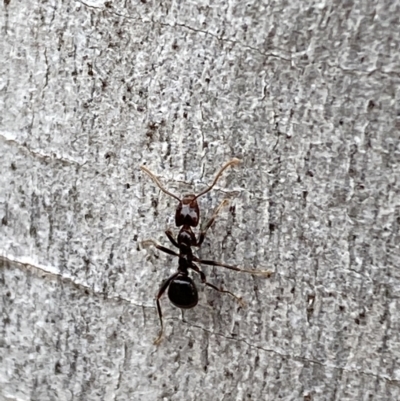 Papyrius sp. (genus) (A Coconut Ant) at Mount Jerrabomberra QP - 10 Oct 2021 by Steve_Bok