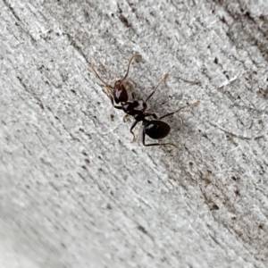 Papyrius sp. (genus) at Jerrabomberra, NSW - 10 Oct 2021