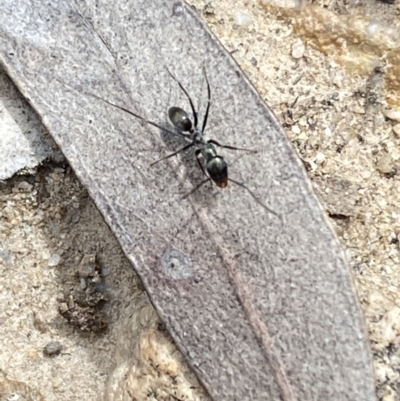 Iridomyrmex mayri at Jerrabomberra, NSW - 10 Oct 2021 by SteveBorkowskis