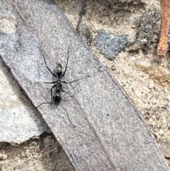 Iridomyrmex mayri at Jerrabomberra, NSW - 10 Oct 2021 10:57 AM