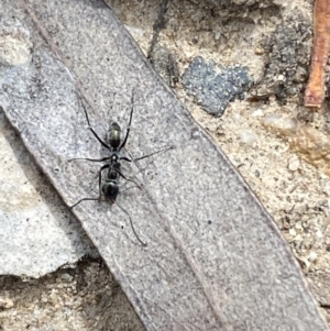 Iridomyrmex mayri at Jerrabomberra, NSW - 10 Oct 2021 10:57 AM