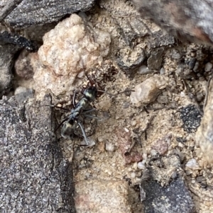 Iridomyrmex mayri at Jerrabomberra, NSW - 10 Oct 2021 10:57 AM