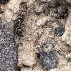 Iridomyrmex mayri at Jerrabomberra, NSW - 10 Oct 2021 10:57 AM