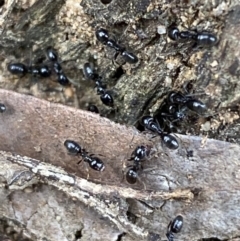 Anonychomyrma sp. (genus) (Black Cocktail Ant) at QPRC LGA - 10 Oct 2021 by Steve_Bok