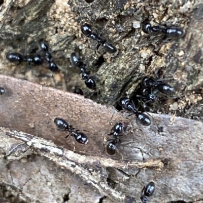 Anonychomyrma sp. (genus) (Black Cocktail Ant) at Mount Jerrabomberra - 10 Oct 2021 by Steve_Bok