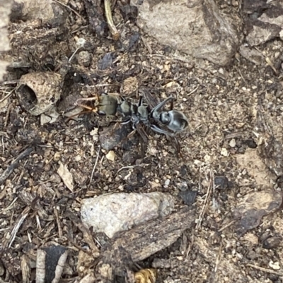 Myrmecia sp., pilosula-group (Jack jumper) at Jerrabomberra, NSW - 10 Oct 2021 by SteveBorkowskis