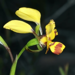 Diuris nigromontana at Watson, ACT - 9 Oct 2021