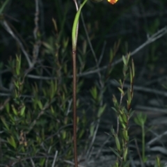 Diuris nigromontana at Watson, ACT - 9 Oct 2021