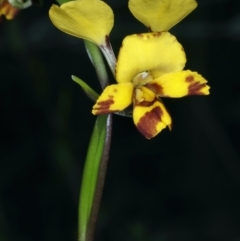 Diuris nigromontana at Watson, ACT - 9 Oct 2021