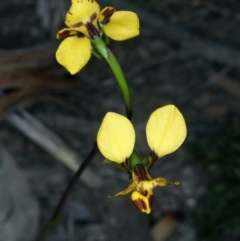 Diuris nigromontana at Watson, ACT - 9 Oct 2021