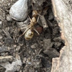 Camponotus claripes at Jerrabomberra, NSW - 10 Oct 2021 12:26 PM