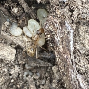 Camponotus claripes at Jerrabomberra, NSW - 10 Oct 2021 12:26 PM