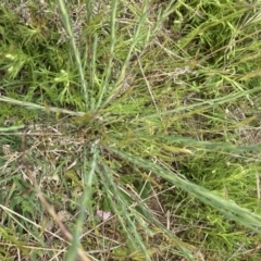 Linum marginale (Native Flax) at Pialligo, ACT - 10 Oct 2021 by SilkeSma