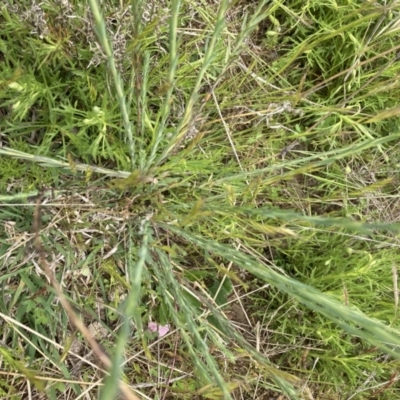 Linum marginale (Native Flax) at Pialligo, ACT - 10 Oct 2021 by SilkeSma
