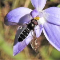Syrphini (tribe) (Unidentified syrphine hover fly) at Tennent, ACT - 9 Oct 2021 by JohnBundock