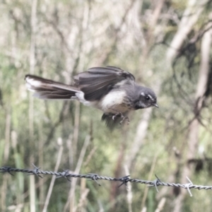 Rhipidura albiscapa at Hawker, ACT - 4 Oct 2021