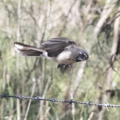 Rhipidura albiscapa (Grey Fantail) at Hawker, ACT - 3 Oct 2021 by AlisonMilton