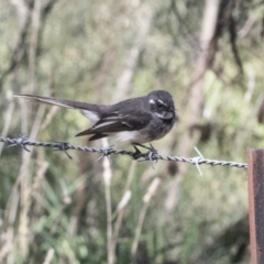 Rhipidura albiscapa at Hawker, ACT - 4 Oct 2021