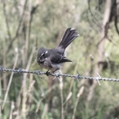 Rhipidura albiscapa at Hawker, ACT - 4 Oct 2021