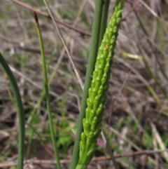 Microtis sp. (Onion Orchid) at Latham, ACT - 10 Oct 2021 by pinnaCLE