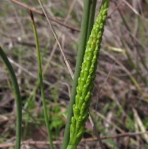 Microtis sp. at Latham, ACT - 10 Oct 2021