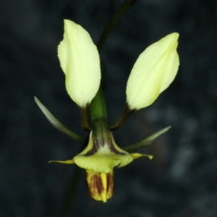 Diuris nigromontana (Black Mountain Leopard Orchid) at Black Mountain - 9 Oct 2021 by jb2602