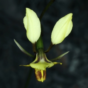 Diuris nigromontana at Aranda, ACT - 9 Oct 2021