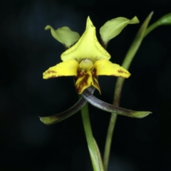 Diuris nigromontana at Aranda, ACT - 9 Oct 2021